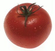 Tomato